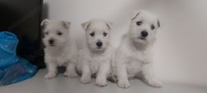 Pui  Westie  - imagine 3