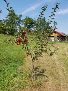 Vanzare loc de casa, teren cu utilitati Galesu Arges 5000mp Intravilan - imagine 7