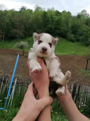 Pui husky siberian, ochi albaștri.  - imagine 3