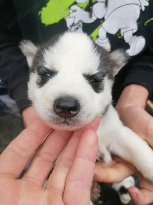 Pui husky siberian, ochi albaștri.  - imagine 4