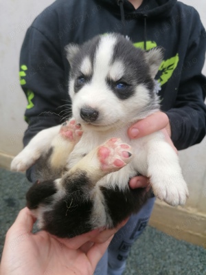 Pui husky siberian, ochi albaștri.  - imagine 2