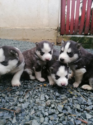 Pui husky siberian, ochi albaștri.  - imagine 5