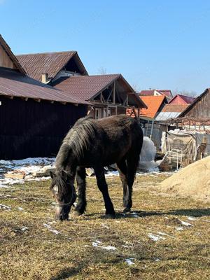 Manza de vanzare! - imagine 3