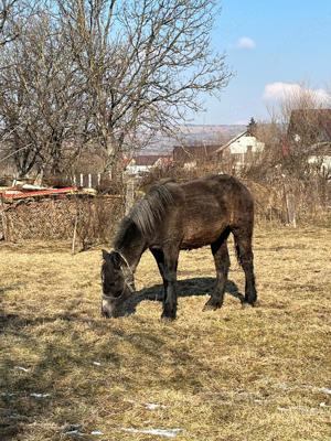 Manza de vanzare! - imagine 2