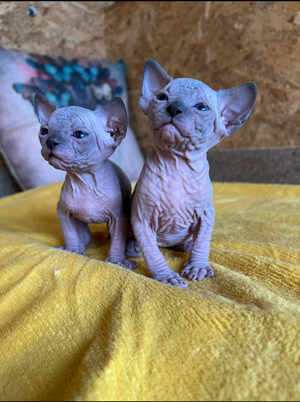 Pui Sphynx pedigree TESTATI (sphinx sfinx) - imagine 3
