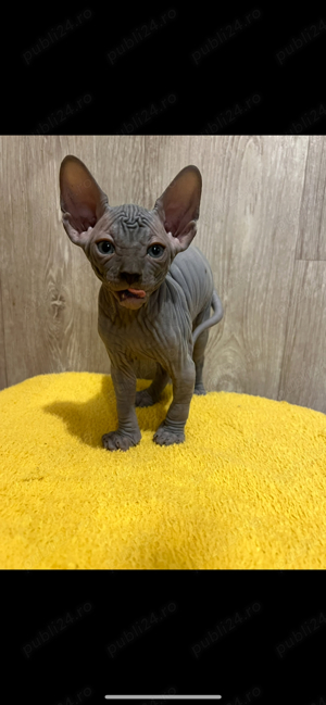 Pui Sphynx pedigree TESTATI (sphinx sfinx) - imagine 4