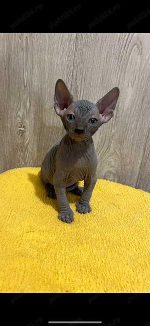 Pui Sphynx pedigree TESTATI (sphinx sfinx) - imagine 5