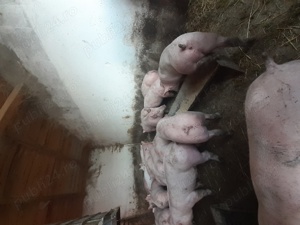 Purcei rasa carne 40-60 kg 