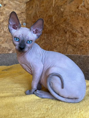 Pui Sphynx pedigree TESTATI (sphinx sfinx)