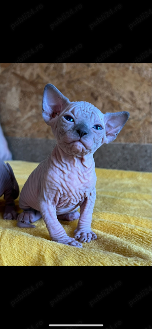 Pui Sphynx pedigree TESTATI (sphinx sfinx) - imagine 2