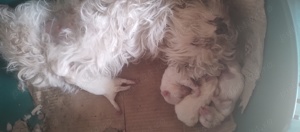 Bichon maltez mini toy 