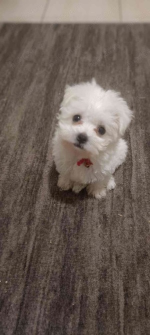bichon maltez alb 2 luni - imagine 2