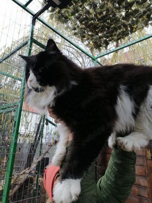 Vand pui Maine coon 