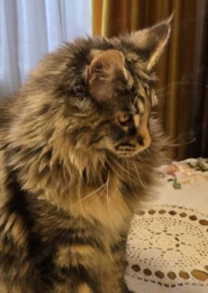 Vand pui Maine coon  - imagine 2