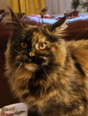 Vand pui Maine coon  - imagine 4