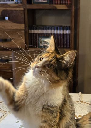 Vand pui Maine coon  - imagine 3