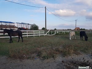 Ferma zootehnica mixta, județ Timis - imagine 8