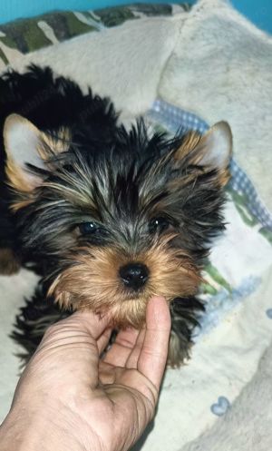 Yorkshire terrier cu pedigree 1 an talie mică  - imagine 5