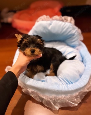 Baietel Yorkshire Terrier 