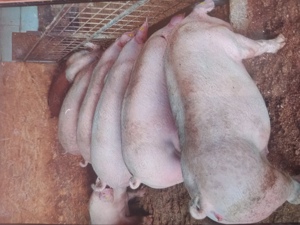 Porci de vanzare 