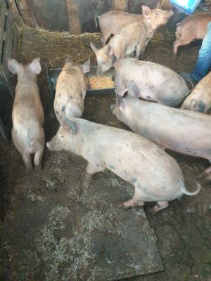 Vând purceluși Durok cu Pietran foarte mâncăcioși  - imagine 3 Vând purceluși Durok cu Pietran foarte mâncăcioși  - imagine 3