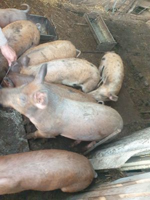 Vând purceluși Durok cu Pietran foarte mâncăcioși  - imagine 2 Vând purceluși Durok cu Pietran foarte mâncăcioși  - imagine 2