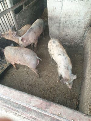 Vând purceluși Durok cu Pietran foarte mâncăcioși  - imagine 4 Vând purceluși Durok cu Pietran foarte mâncăcioși  - imagine 4