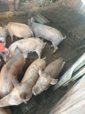 Vând purceluși Durok cu Pietran foarte mâncăcioși  - imagine 5 Vând purceluși Durok cu Pietran foarte mâncăcioși  - imagine 5