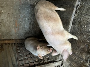 Vand porci crescuti natural - imagine 2