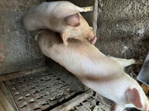 Vand porci crescuti natural - imagine 3