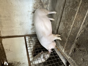 Vand porci crescuti natural