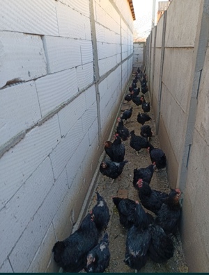 Găini din rasa Moravia