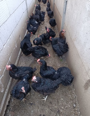 Găini din rasa Moravia - imagine 4