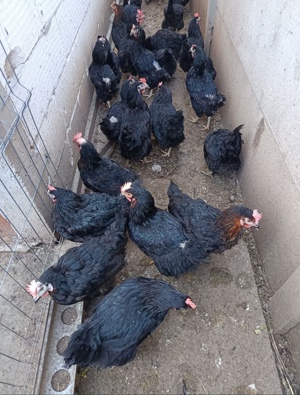 Găini din rasa Moravia - imagine 3