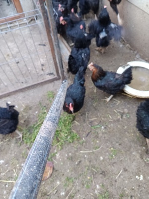 Găini din rasa Moravia - imagine 2