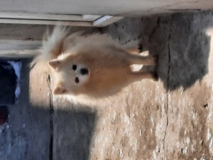 Pomeranian mini  spitz - imagine 2