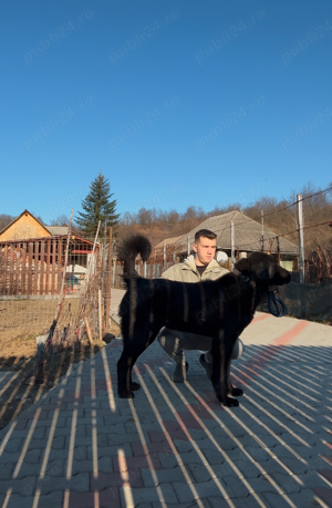 femela asia centrala  - imagine 2 femela asia centrala  - imagine 2