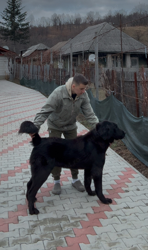 femela asia centrala  - imagine 3 femela asia centrala  - imagine 3