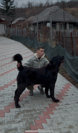 femela asia centrala  - imagine 4 femela asia centrala  - imagine 4