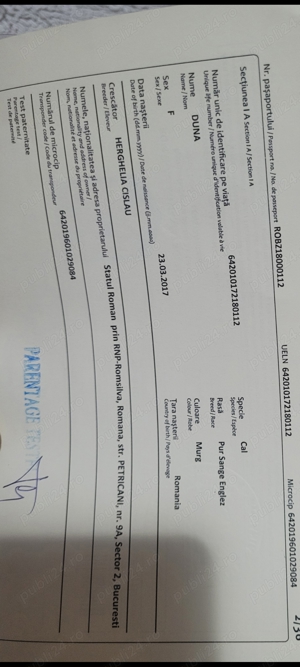 Vind iapa pur sânge englez  - imagine 2