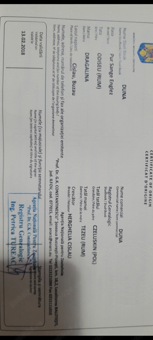 Vind iapa pur sânge englez 