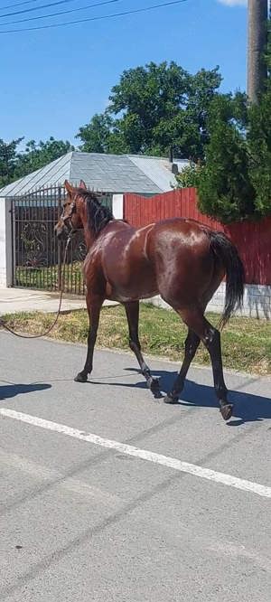 Vind iapa pur sânge englez  - imagine 4