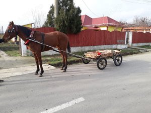 Vind iapa pur sânge englez  - imagine 5