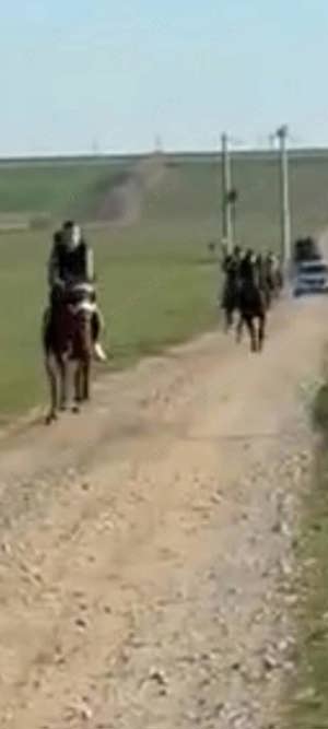 Vind iapa pur sânge englez  - imagine 3