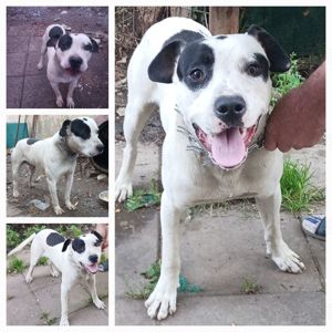 American Staffordshire  tânăr, superb, vesel și puternic