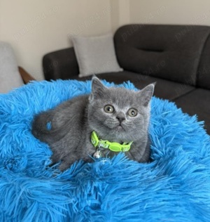 Pui British shorthair blue 