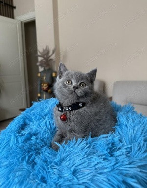 Pui British shorthair blue  - imagine 3