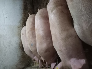 Porci 