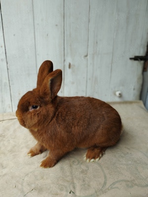 Neozeelandez roșu, masculi  - imagine 4