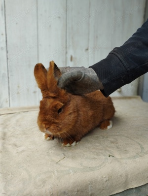 Neozeelandez roșu, masculi  - imagine 2